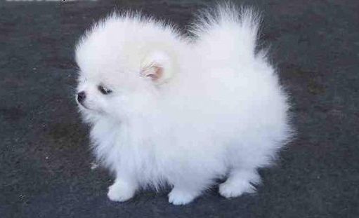 Reinrassige Pomeranian welpen