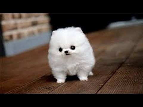 Zwergspitz/ Pomeranian mini Welpen