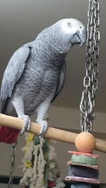 Gesunde Kongo Graupapageien
