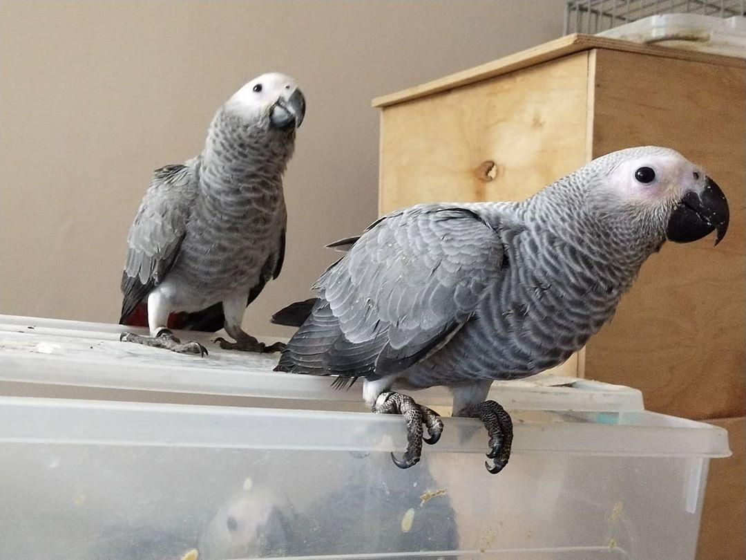 Graupapageien (Männchen und Weibchen)