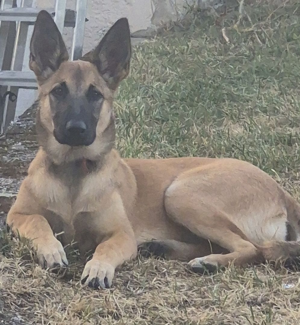 Roxy sucht