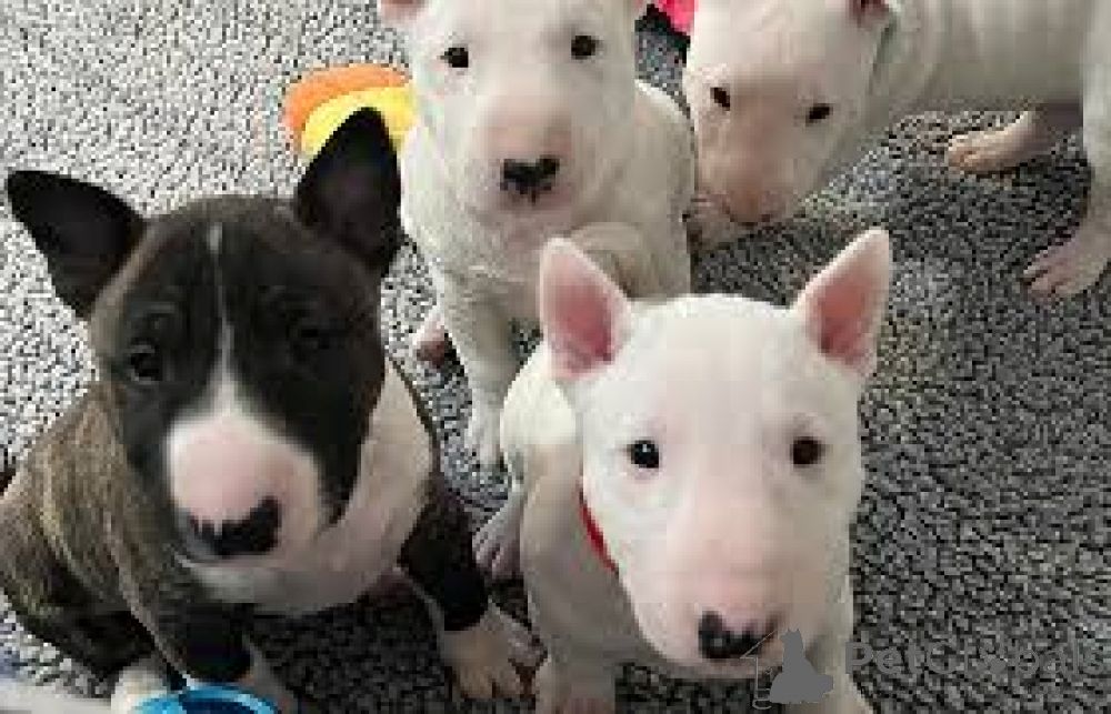 Bullterrier-Welpen