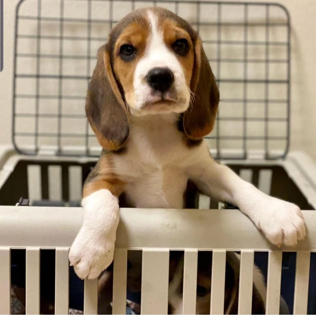 Wunderschöne Beagle-Welpen zu verkaufen.