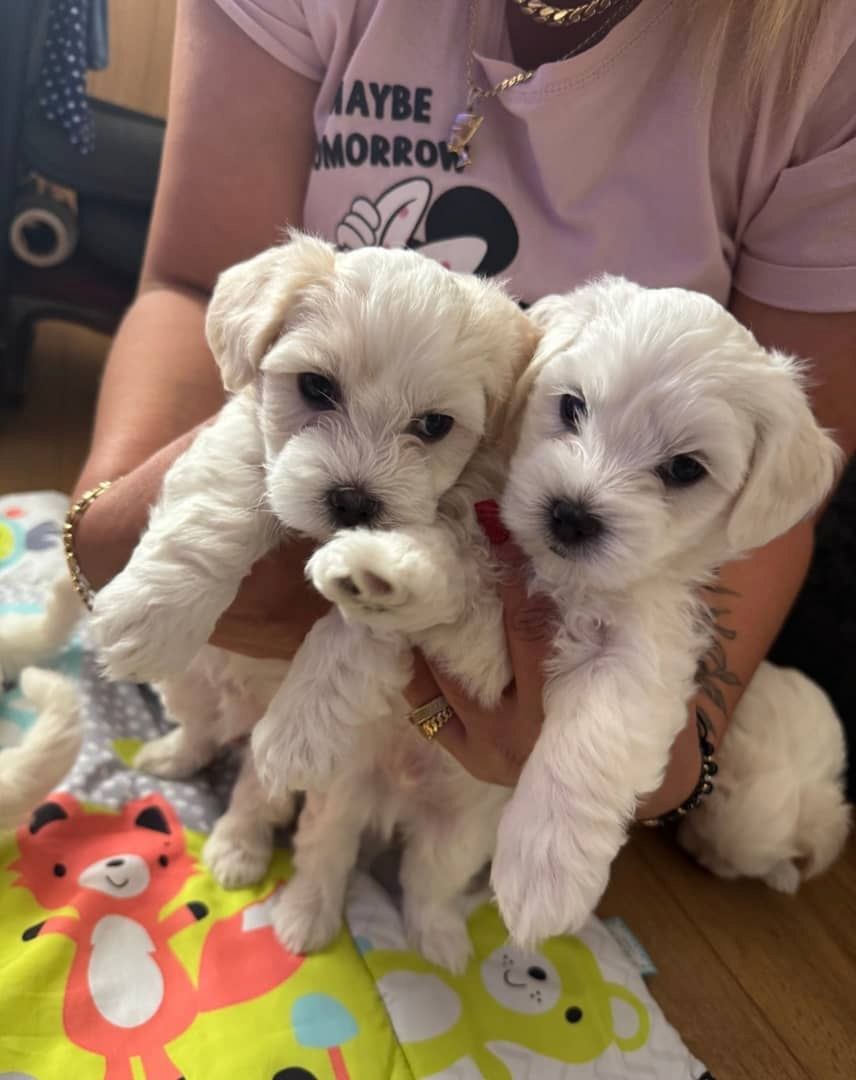 Entzückende Bichon-Frise-Welpen zu verkaufen