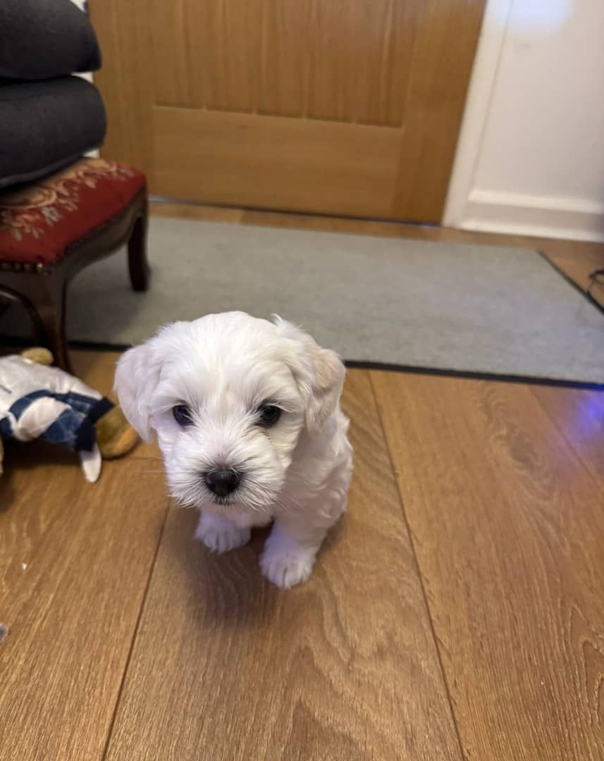 Entzückende Bichon-Frise-Welpen zu verkaufen