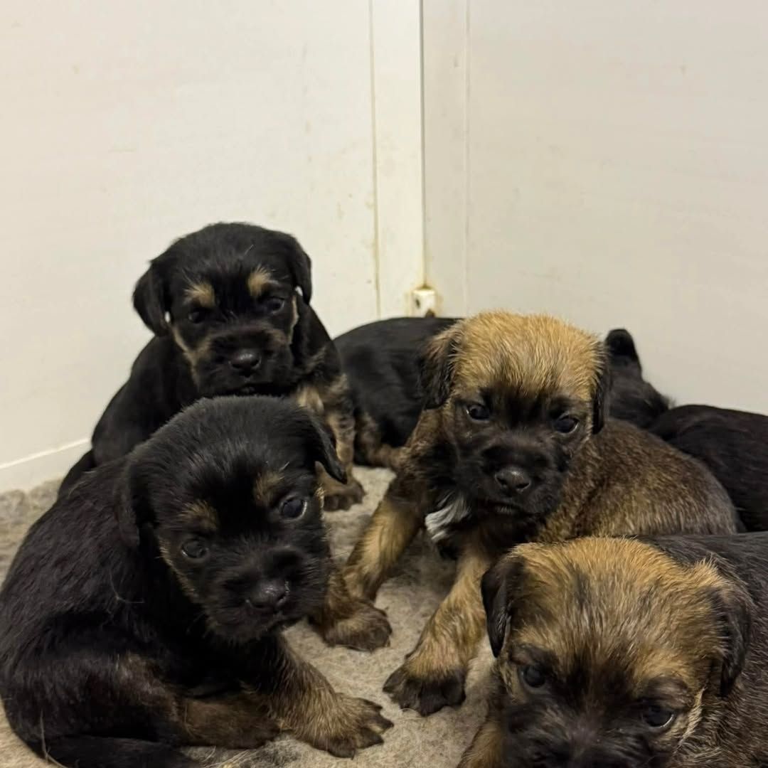 Liebevolle Border Terrier-Welpen zu verkaufen.