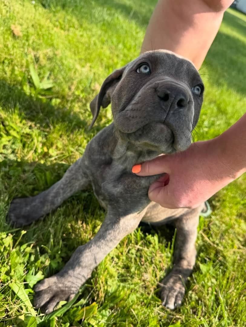Cane Corso Welpen zu verkaufen.