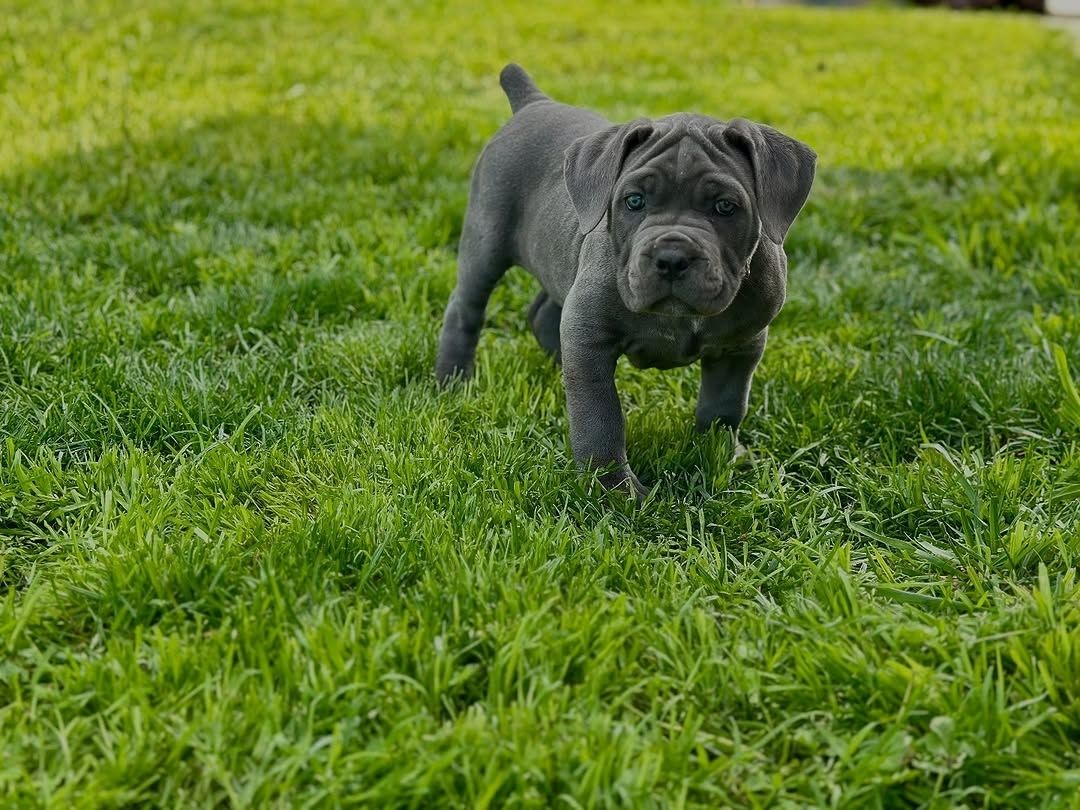Cane Corso Welpen zu verkaufen.