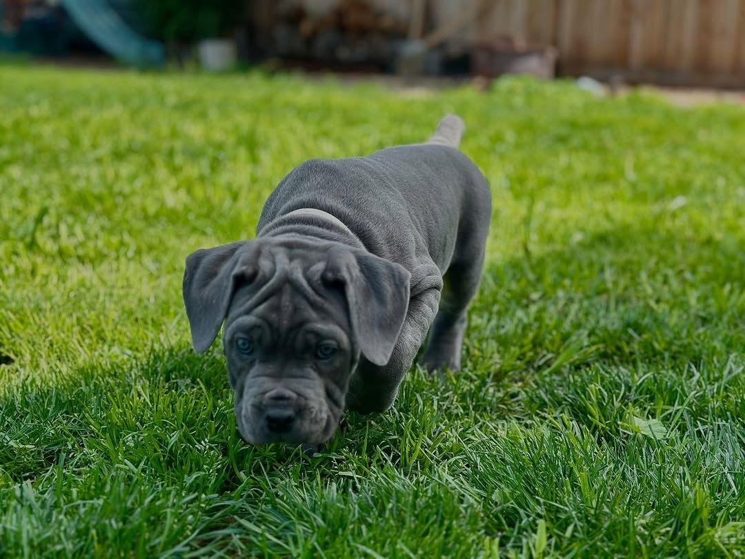 Cane Corso Welpen zu verkaufen.