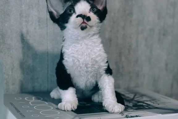 Devon-Rex-Kätzchen zu verkaufen.
