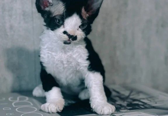 Devon-Rex-Kätzchen zu verkaufen.