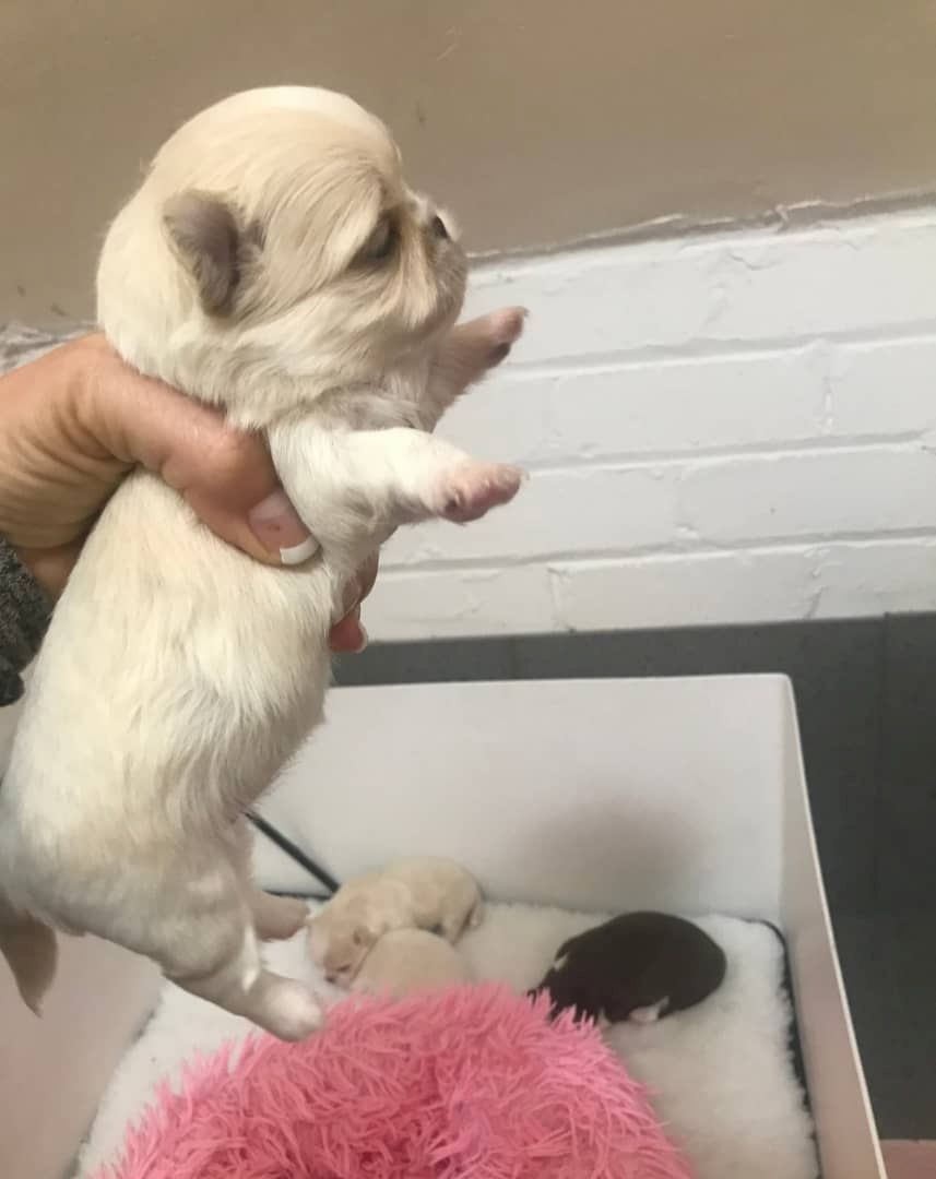 Liebevolle Chihuahua-Welpen zu verkaufen.