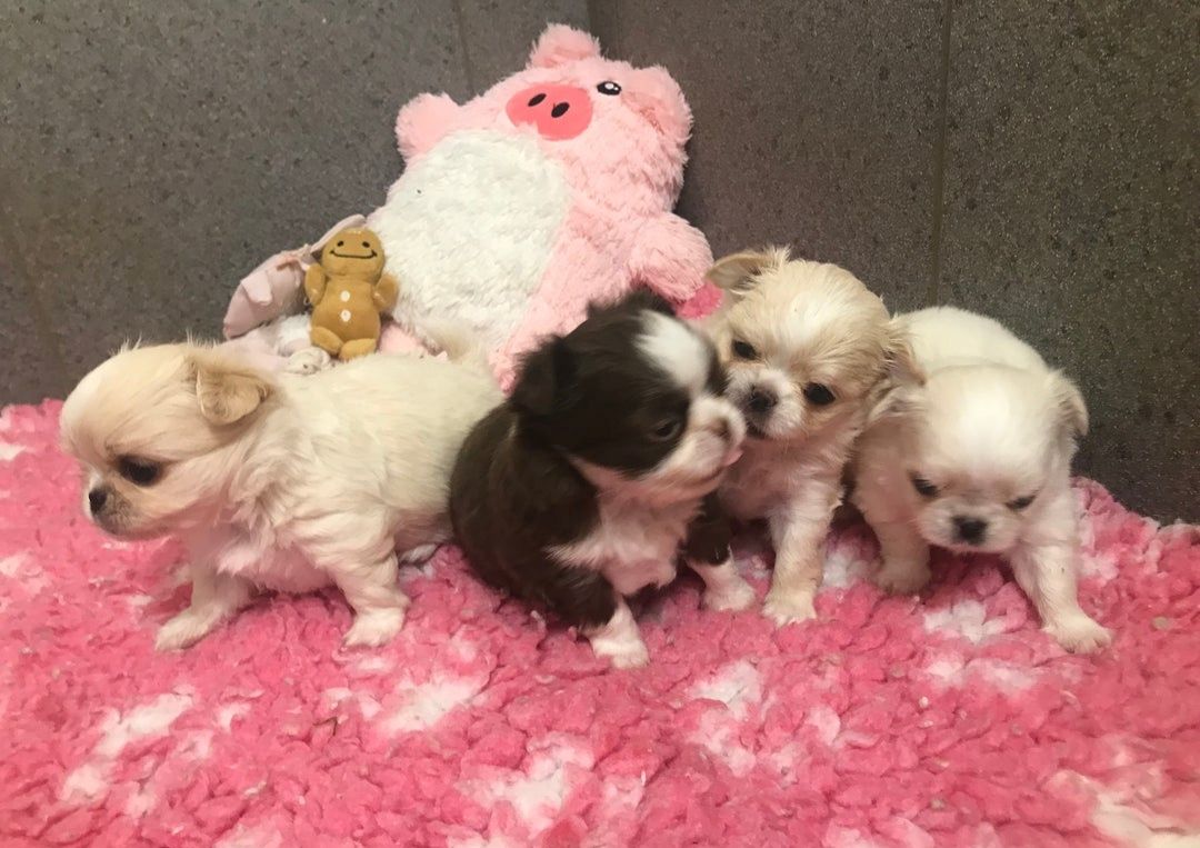 Liebevolle Chihuahua-Welpen zu verkaufen.
