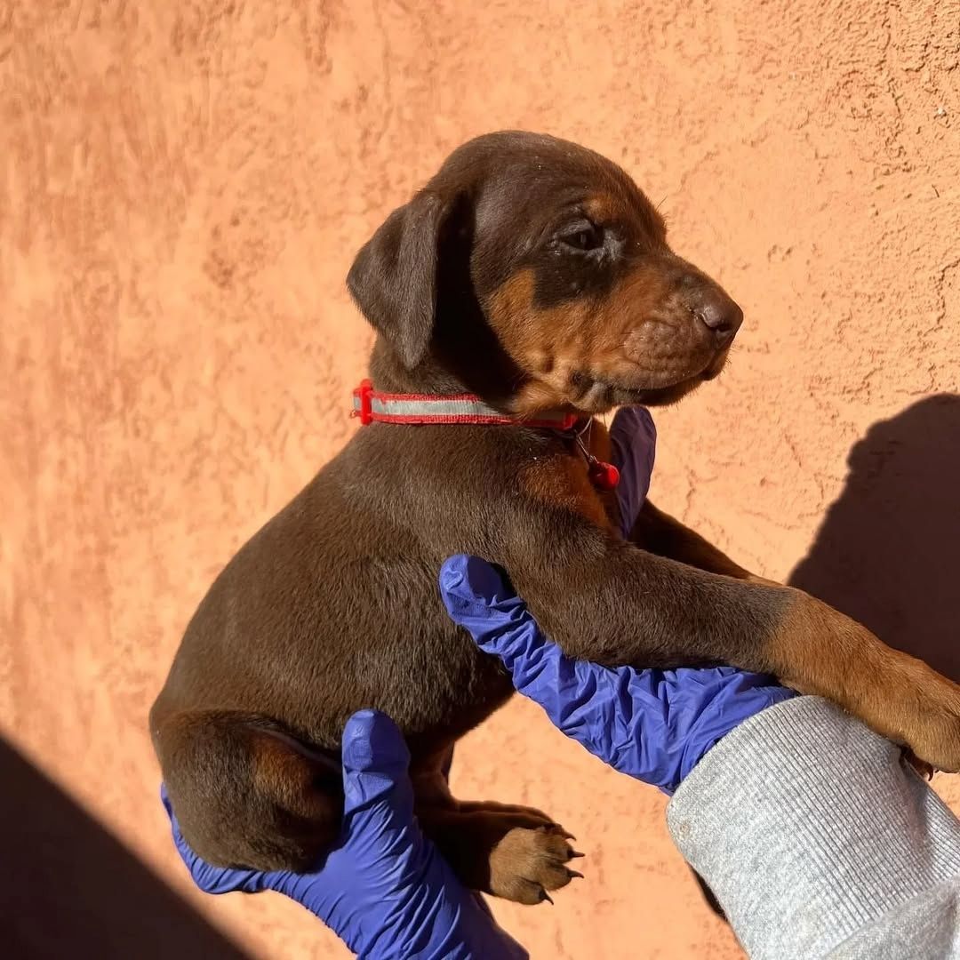 Majestätische Dobermann-Welpen, die bereit sind, Ihr Herz zu stehlen.