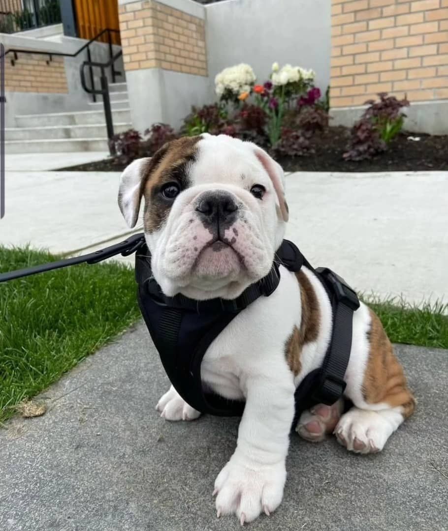 Entzückende englische Bulldoggenwelpen zu verkaufen.