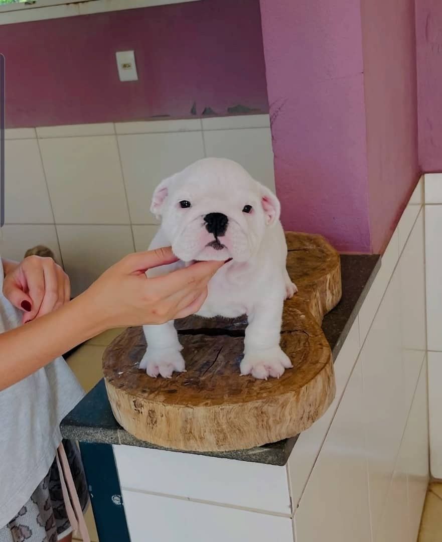 Entzückende englische Bulldoggenwelpen zu verkaufen.
