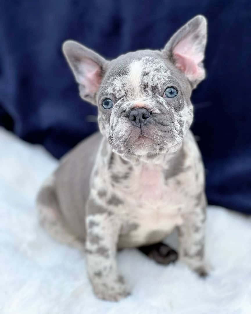 Charmante Französische Bulldogge zu verkaufen.