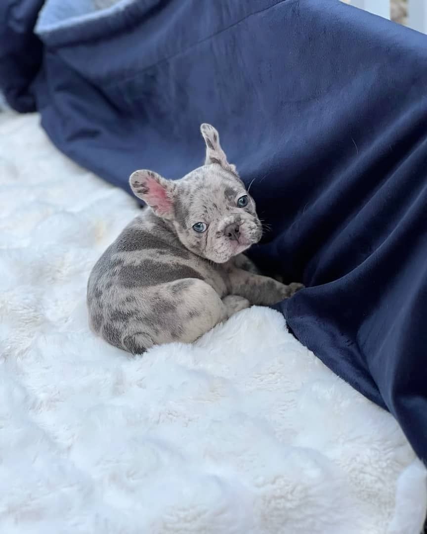 Charmante Französische Bulldogge zu verkaufen.