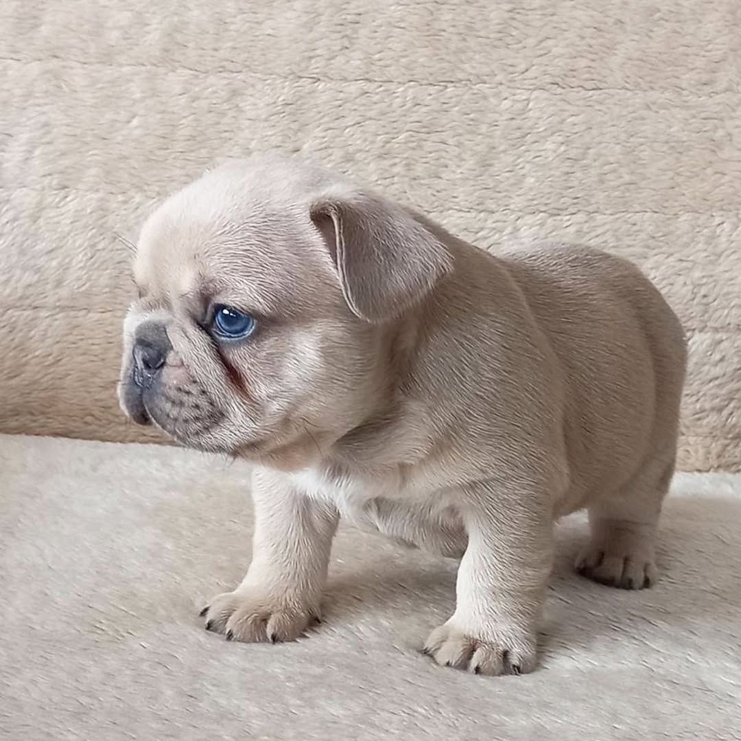 Charmante Französische Bulldogge zu verkaufen.