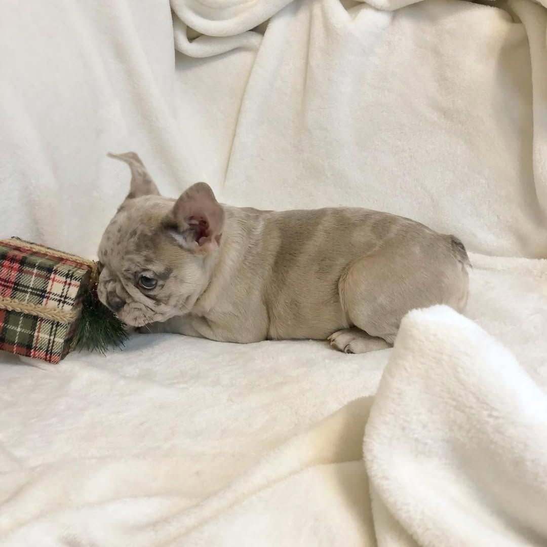 Charmante Französische Bulldogge zu verkaufen.