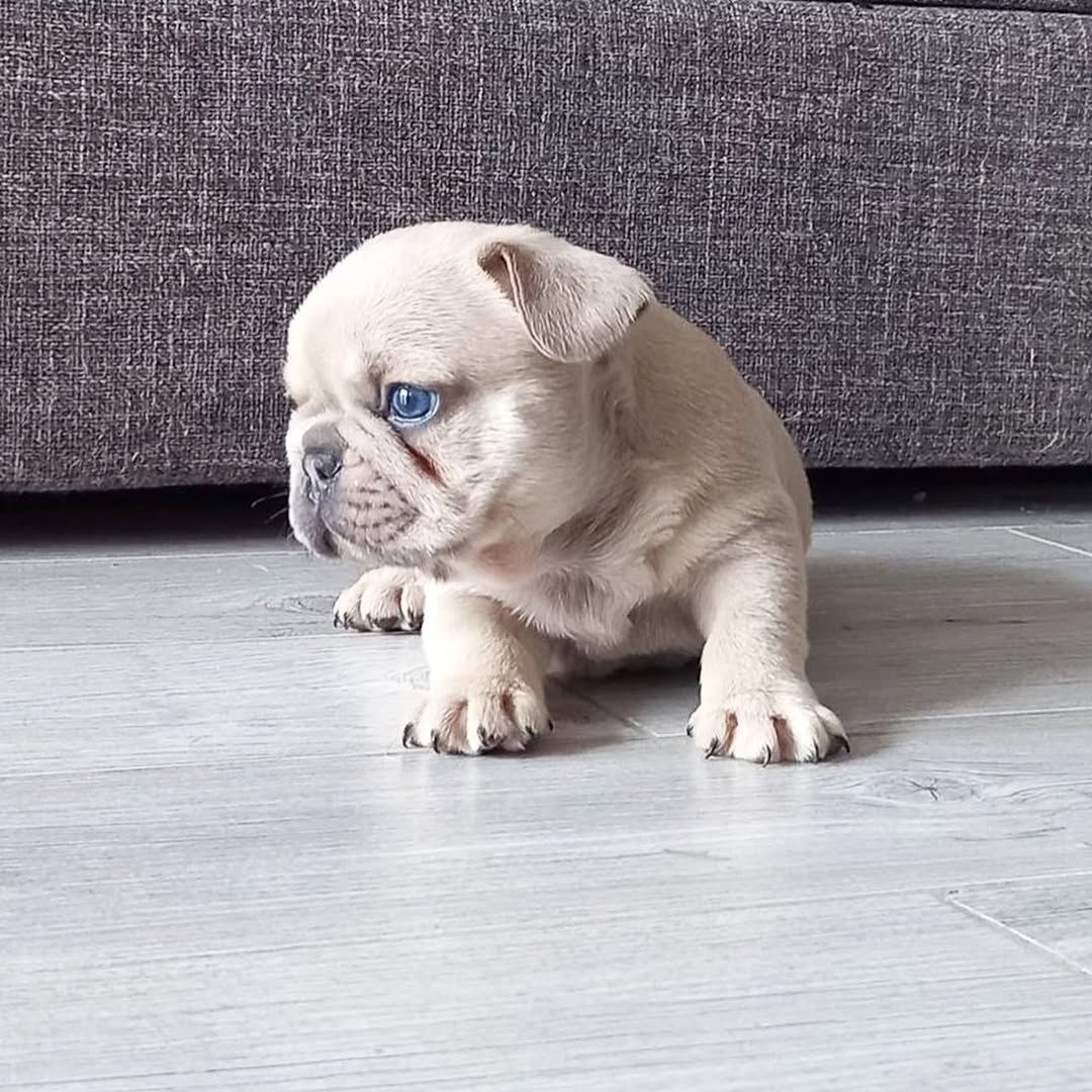 Charmante Französische Bulldogge zu verkaufen.
