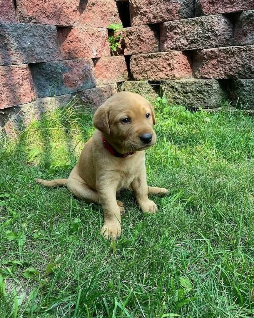 Süße Labrador Retriever Welpen zu verkaufen.
