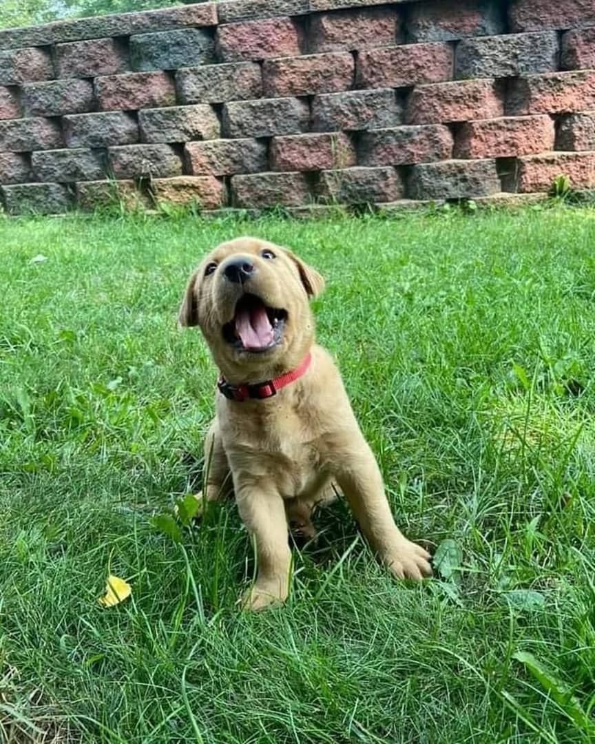 Süße Labrador Retriever Welpen zu verkaufen.