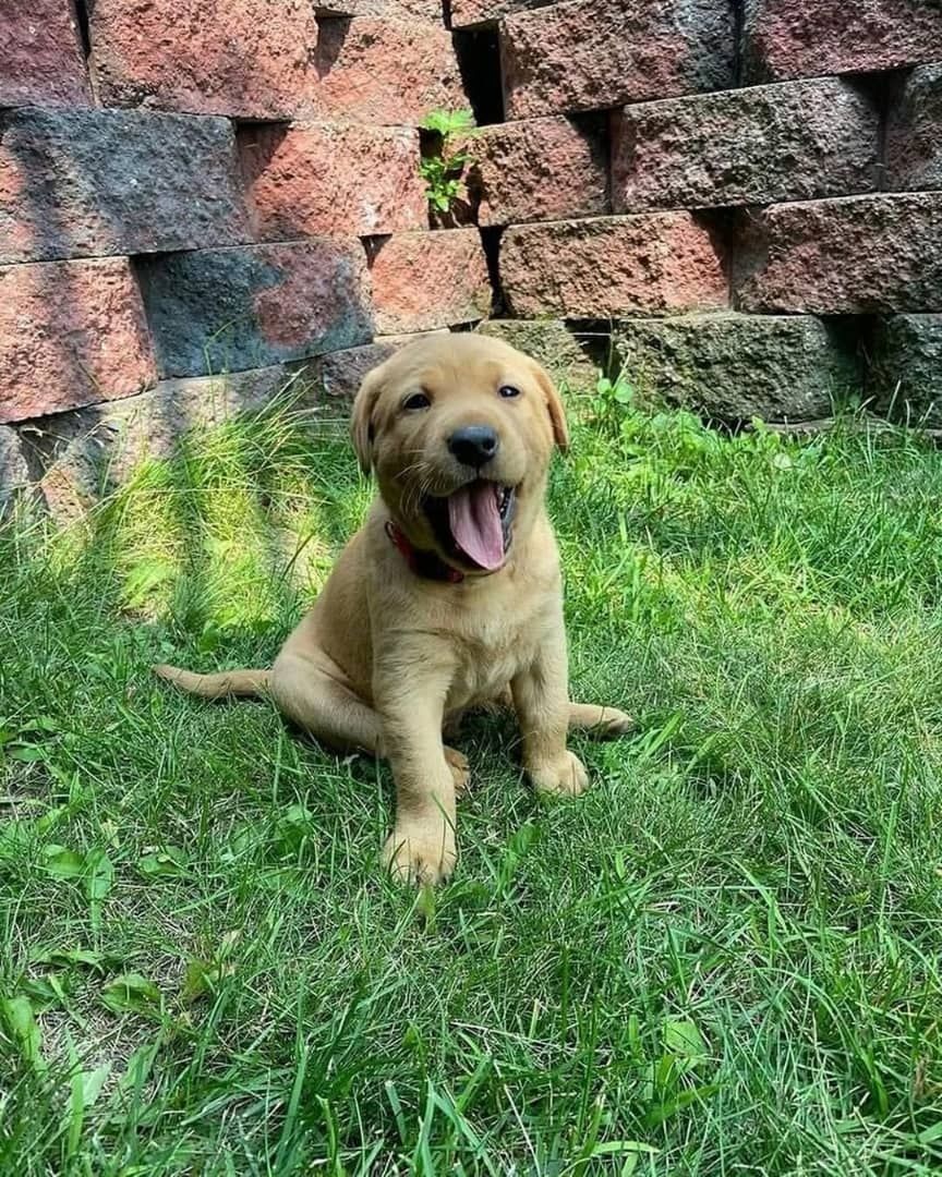Süße Labrador Retriever Welpen zu verkaufen.