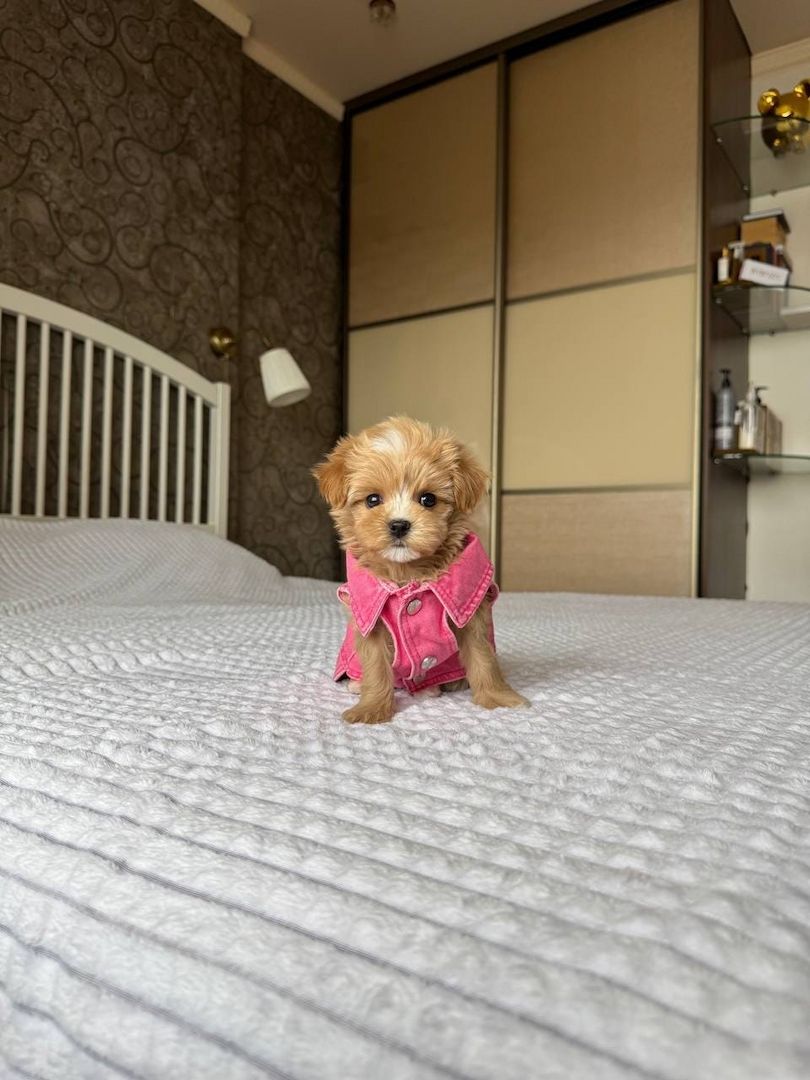 Wunderschöne Maltipoo-Welpen zu verkaufen