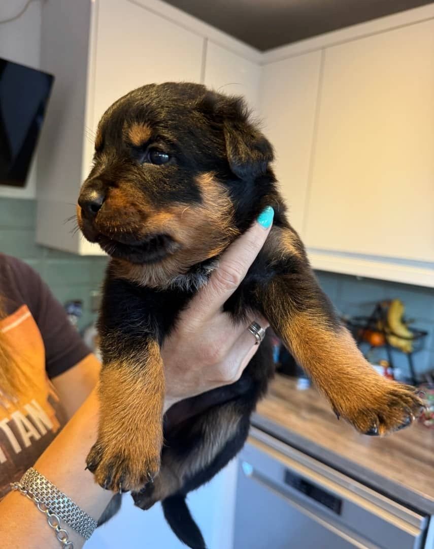 Gesunde Rottweiler-Welpen bereit für ein liebevolles Zuhause.