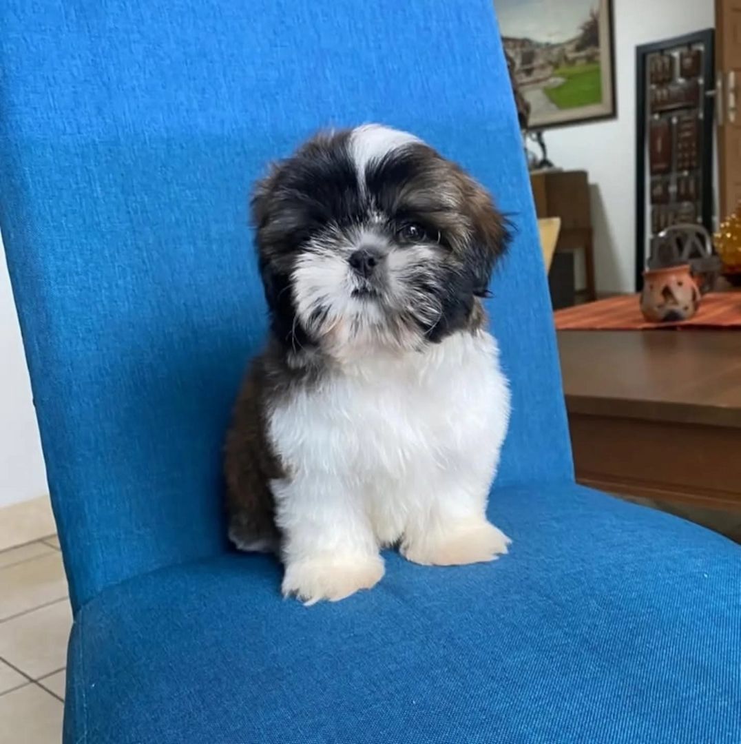 Liebevolle Shih Tzu Welpen zu verkaufen.