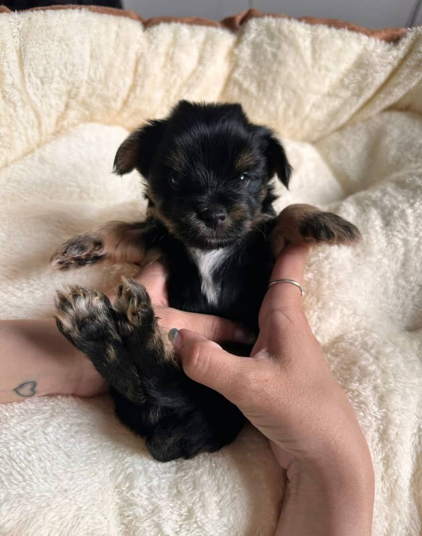 Yorkie-Welpen bereit für ein liebevolles Zuhause.
