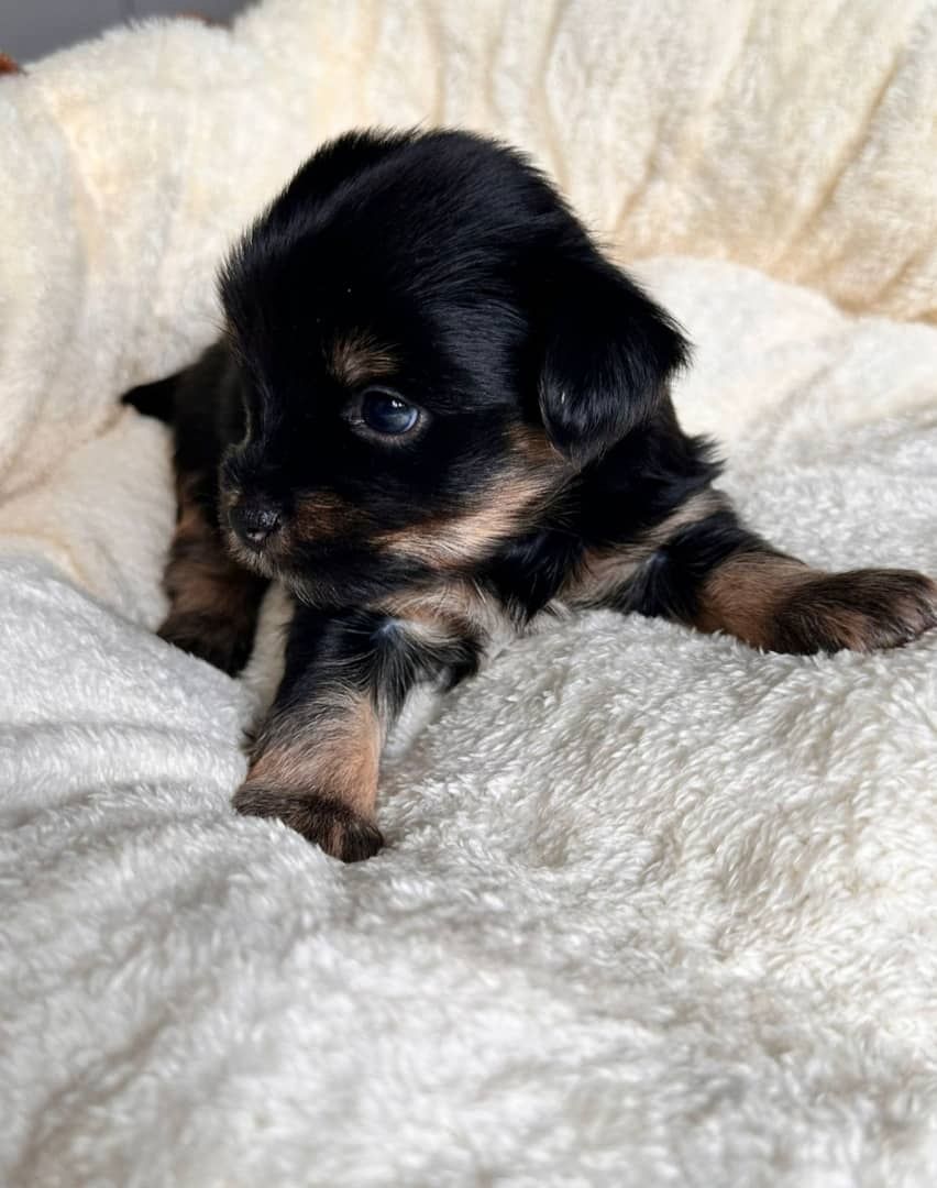 Yorkie-Welpen bereit für ein liebevolles Zuhause.