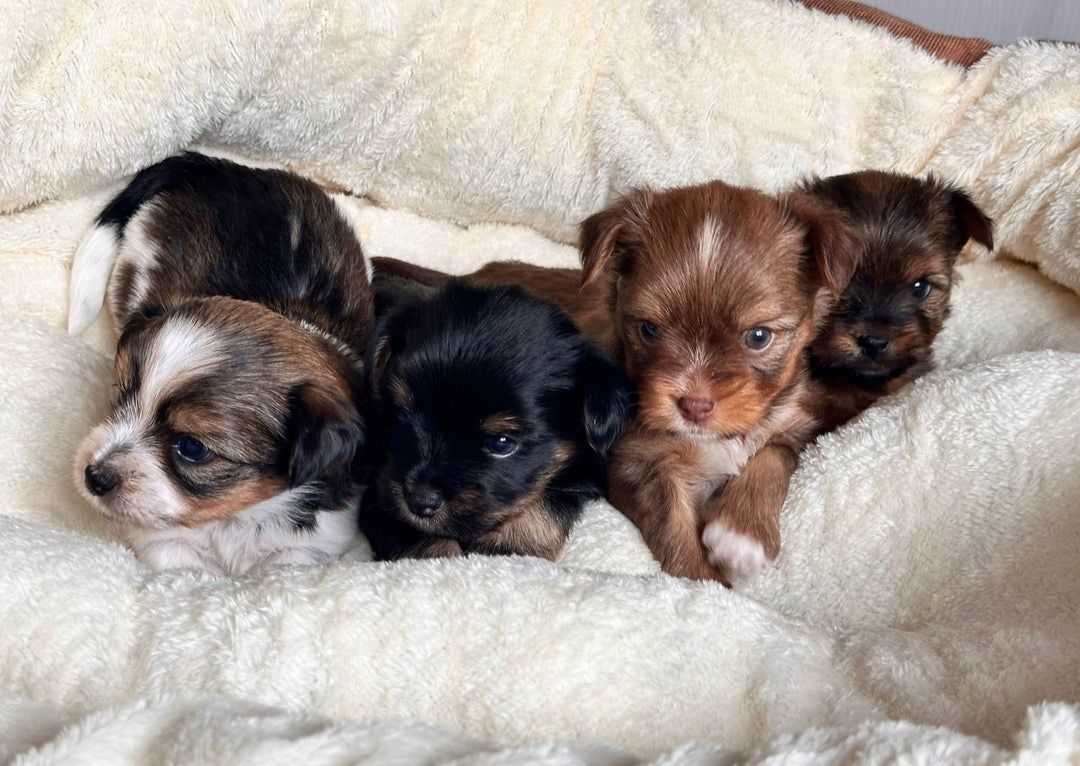 Yorkie-Welpen bereit für ein liebevolles Zuhause.