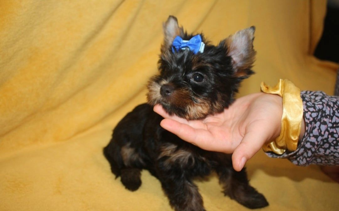 Yorkie-Welpen bereit für ein liebevolles Zuhause.