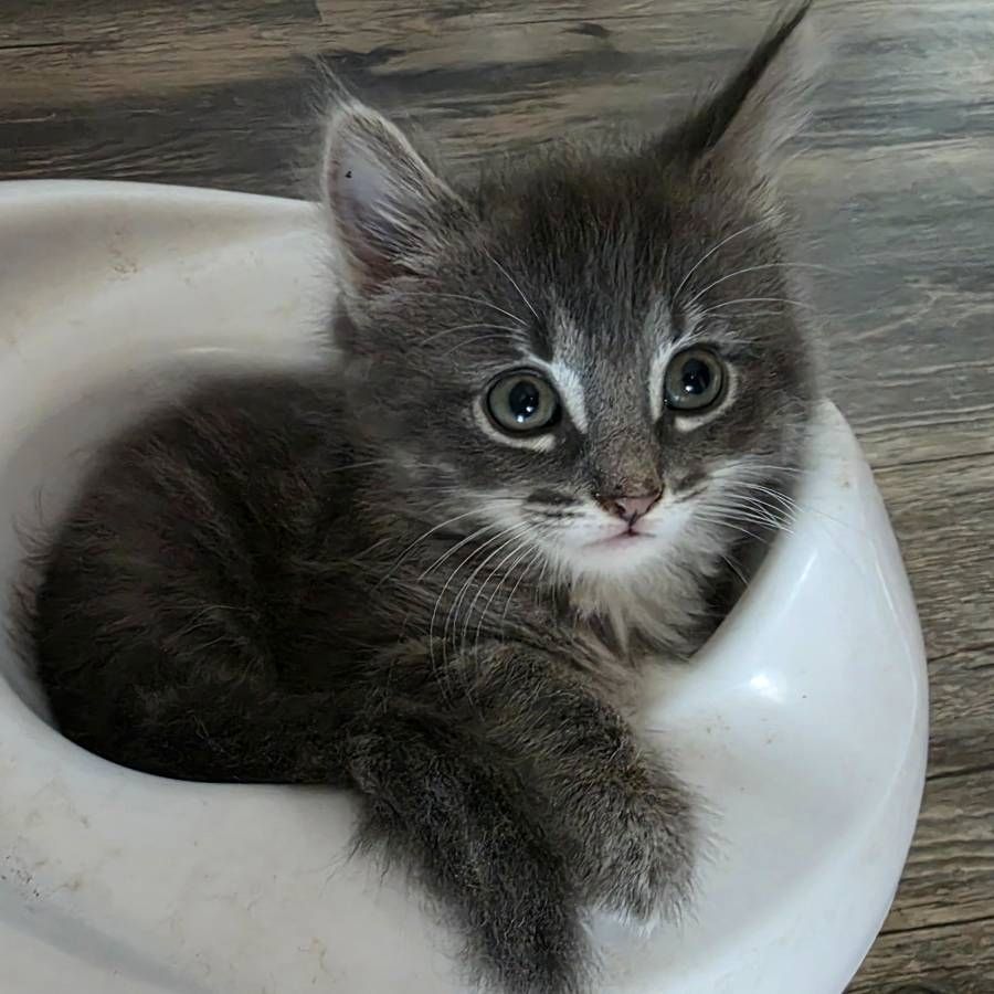 Maine-Coon-Kätzchen