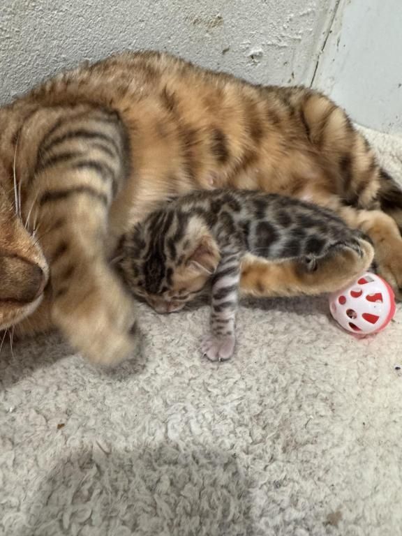Wunderschöne Bengal-Kätzchen