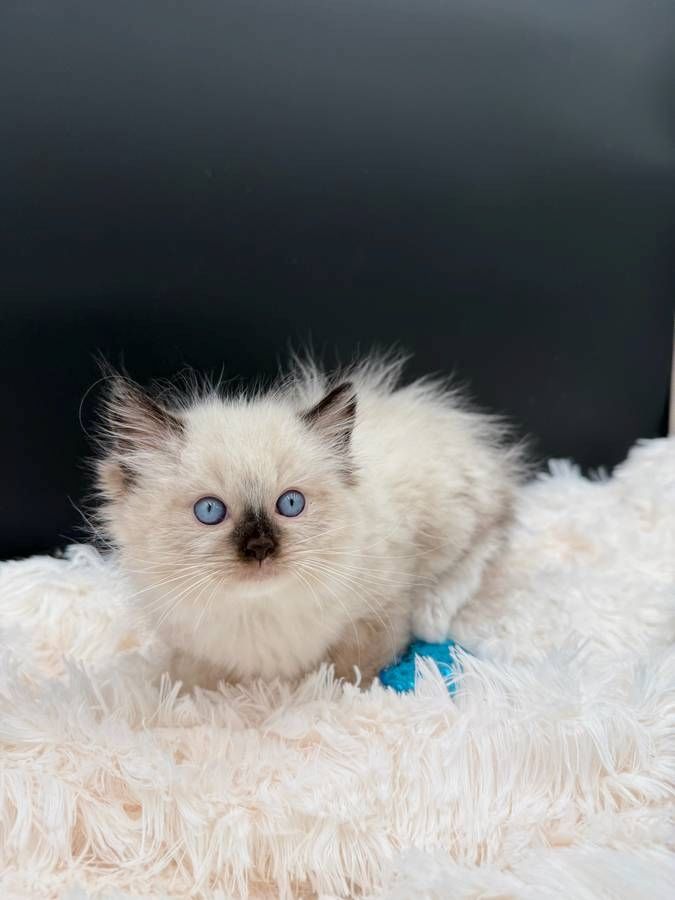süß Ragdoll-Kätzchen