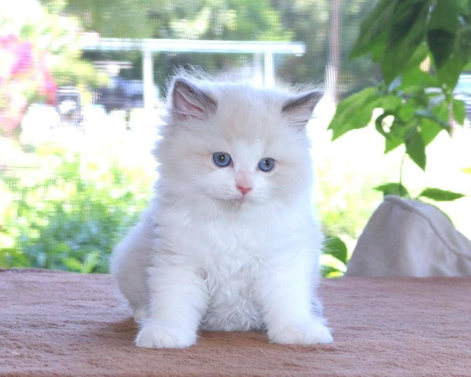süß Ragdoll-Kätzchen