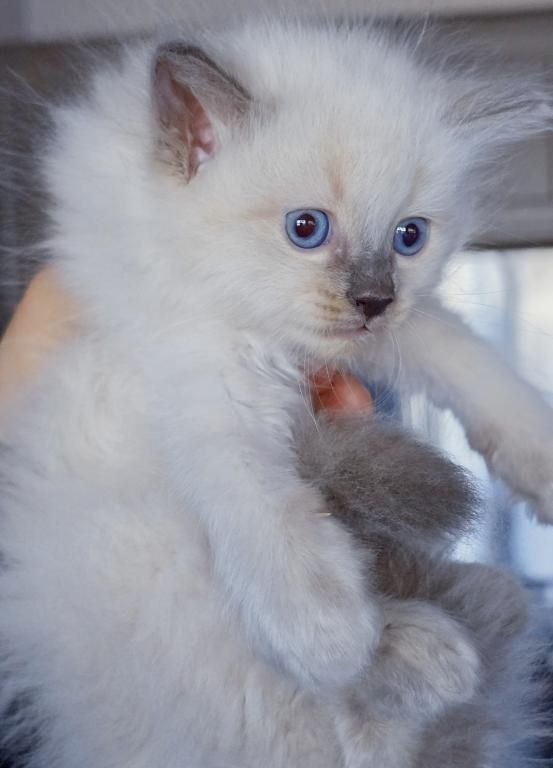 süß Ragdoll-Kätzchen