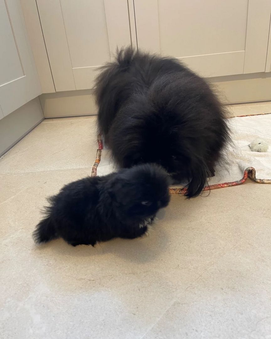 Pekingesen-Welpen suchen ein neues Zuhause