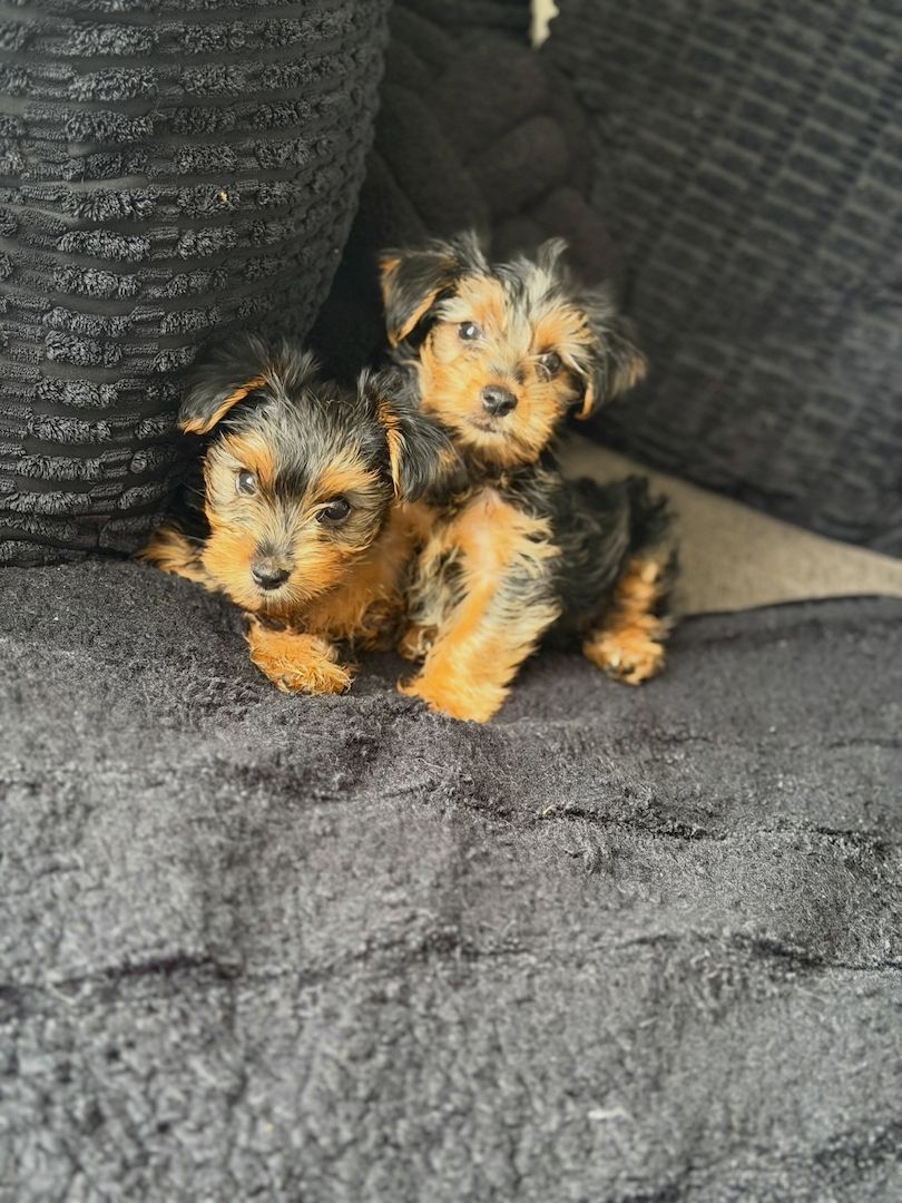 Yorkie-Welpen bereit für eine neue Familie