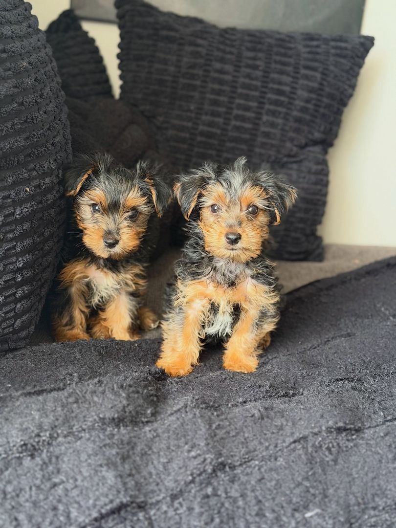 Yorkie-Welpen bereit für eine neue Familie