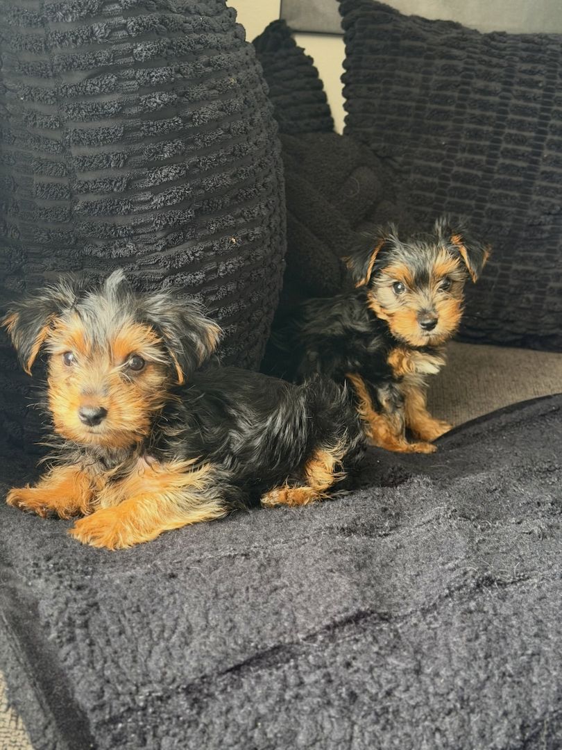 Yorkie-Welpen bereit für eine neue Familie