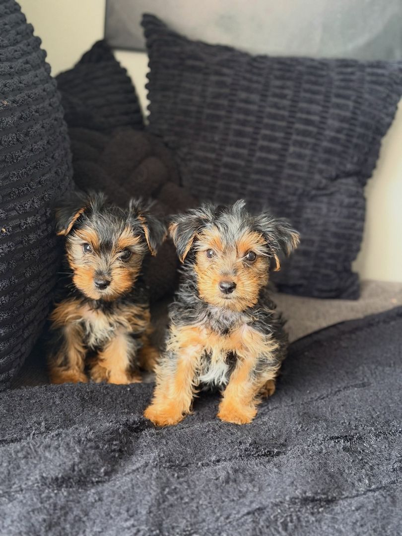 Yorkie-Welpen bereit für eine neue Familie