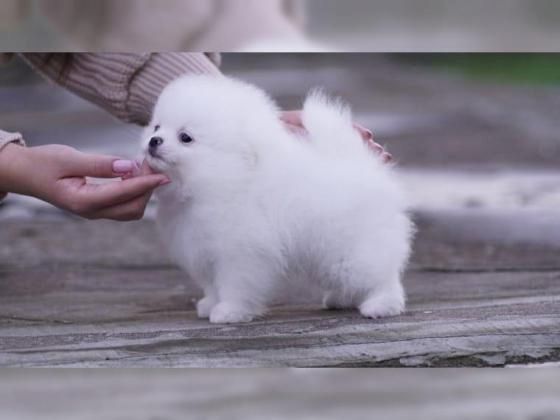 Wunderschöne Zwergspitz Pomeranian-Welpen