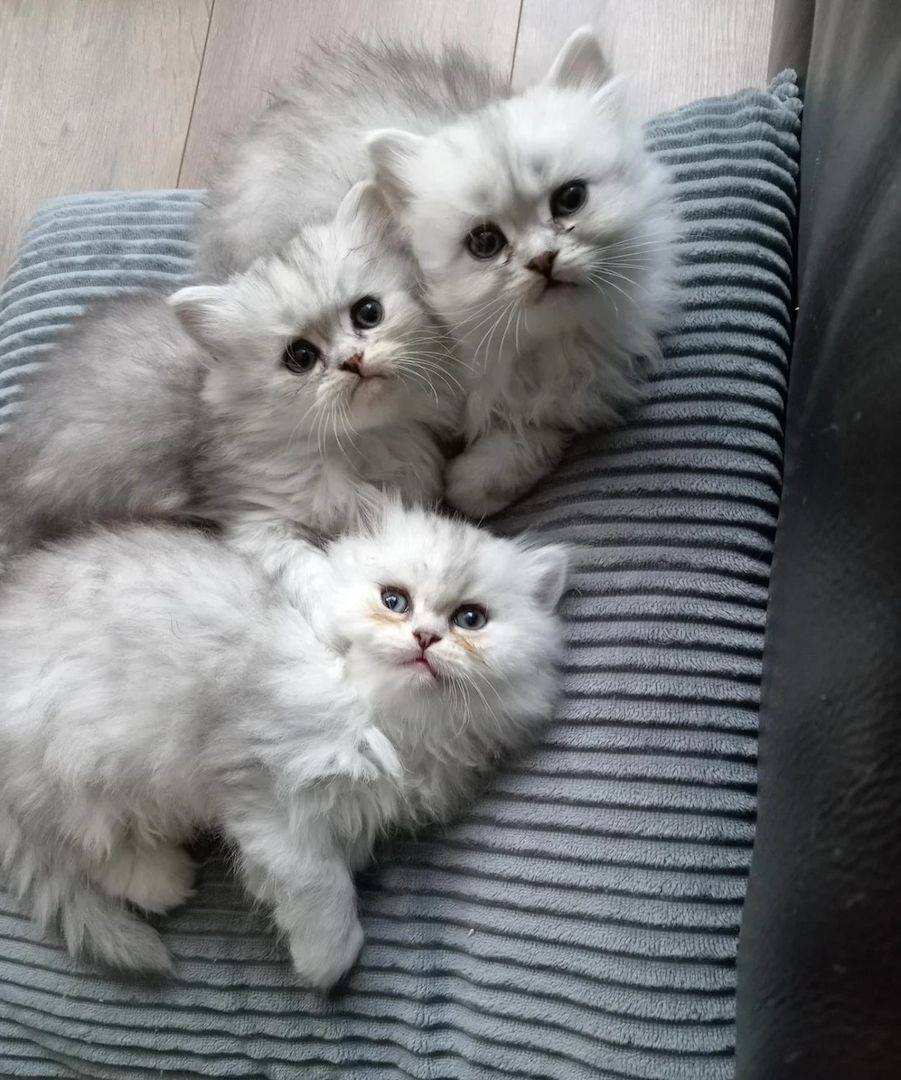 3 bezaubernde Perserkätzchen ❤️