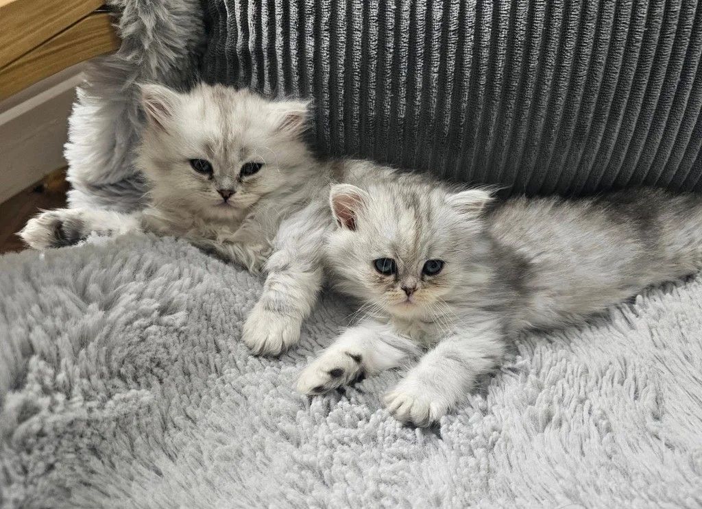 Chinchilla-Perserkatze