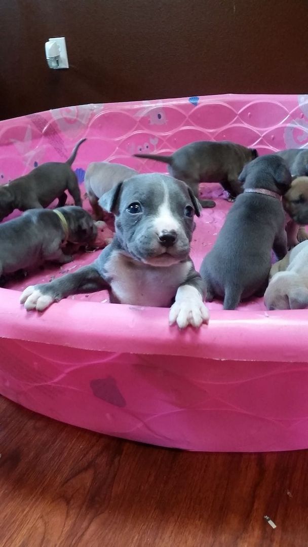 Superniedliche American Pitbull Welpen