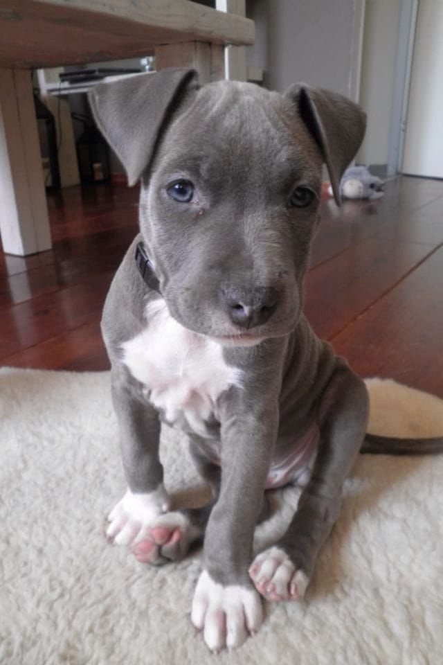 Wunderschöne und gesunde American Pitbull Welpen abzugeben